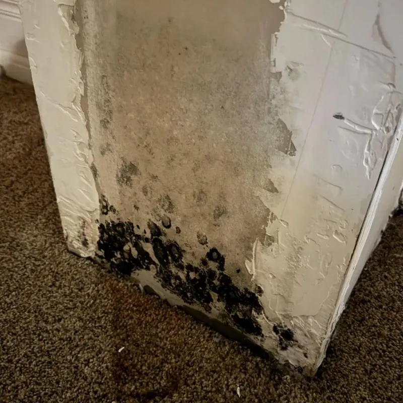 Professional Mold Removal in Flint City, AL
